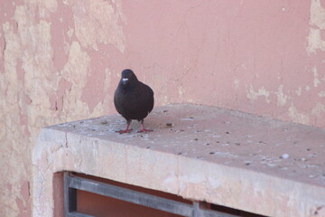 Black Pigeon Close Up, Black Dove Close Up