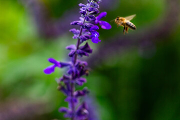 A close-up of a honeybee perched on vibrant purple lavender flowers, capturing the delicate process of pollination. blurred green background with the focus on the insect and the bloom