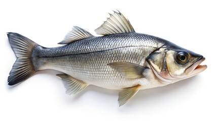 Obraz premium High Resolution Image of a Seabass Fish Isolated on White Background