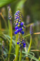Spring flowers on a blurred background on a sunny day in April .