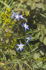 Spring flowers on a blurred background on a sunny day in April .