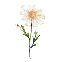 Chamomile. Watercolor illustration of white wildflowers with green leaves. The bouquet is hand drawn, isolated on a white background. For design, invitations, weddings. Botanical illustration of daisy