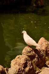 A white dove perched on a stone by the pond, symbolizing peace and serenity. The calm water and natural surroundings create a tranquil atmosphere, ideal for themes of harmony and nature.