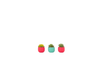 PNG of Colorful succulents in pink and teal pots, adding a vibrant touch to any indoor setting.