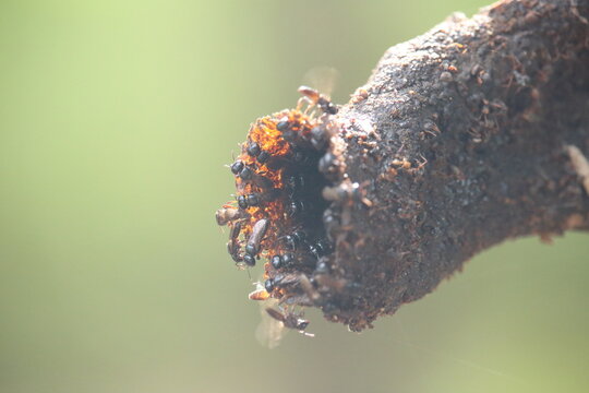 Abelha brasileira sem ferr&atilde;o