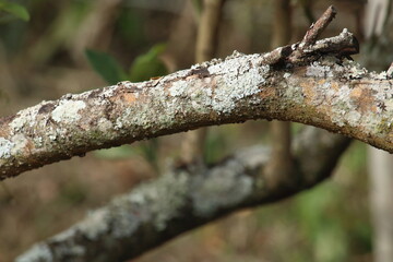 Liquens em um limoeiro
