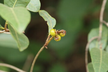 murici (Byrsonima crassifolia)