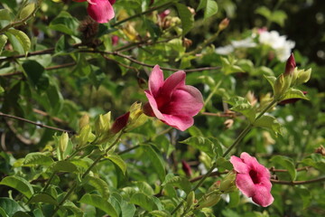 Alamanda roxa