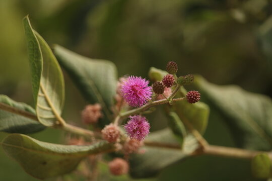 Mimosa pudica, dormideira, murcha mulata, cerrado