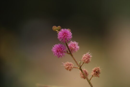 Mimosa pudica, dormideira, murcha mulata, cerrado
