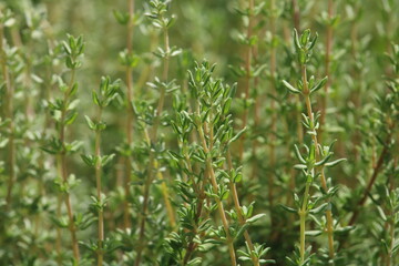 Tomilho (Thymus vulgaris) 