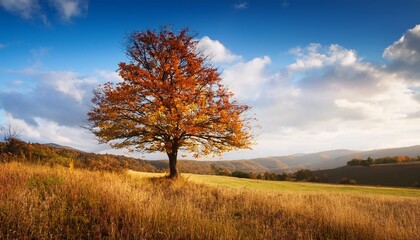 Tree in autumn countryside
