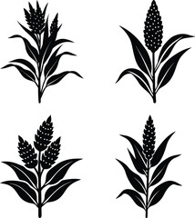 Fototapeta premium Sorghum silhouette vector