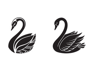 black swan vector