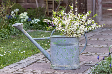 blühende Traubenkirsch-Zweige (Prunus padus) und Schlehen-Zweige (Prunus spinosa) in vintage...