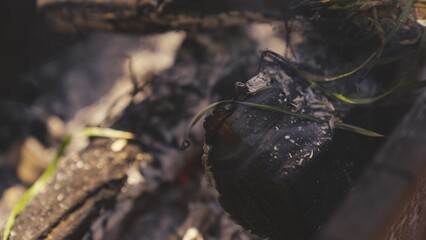 Smoldering logs in nature, increased fire hazard in hot climates, smoke from a burnt tree, hiking and baking outdoors on weekends, tourist cooking, dying campfire ash, slow motion.