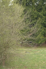 grass and trees