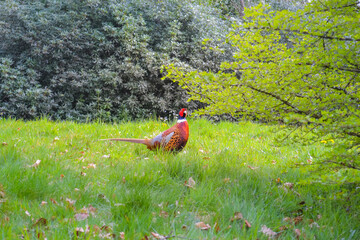 A male pheasant standing proudly in a lush green forest