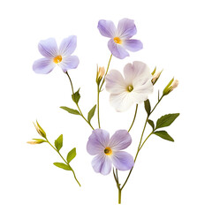 Obraz premium Nierembergia Flower png