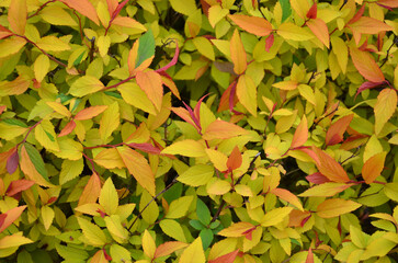Spiraea japonica 'Magic Carpet' . Decorative compact shrub with mixed red and yellow small foliage .Landscaping, gardening concept .
