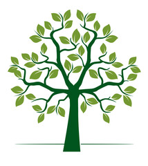 Shape of green Tree with Leaves. Vector outline Illustration.