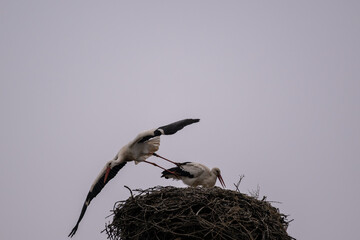 Wei&szlig;storch startet aus seinem Nest