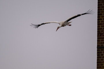 Weißstorch im Flug