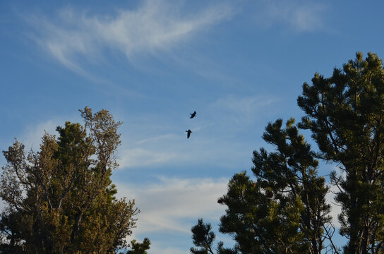Raven at the Grand Canyon