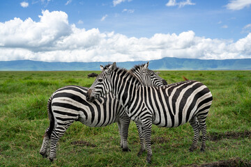 Zwei Zebra stehen im dichten Gras im Ngorongoro Krater in Tansania dicht beieinander, aufgenommen auf einer Safari in Afrika © Lars