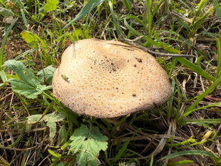 Mushroom