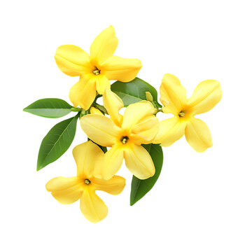 Yellow Jessamine Flower png