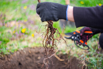 Planting fruit tree in the garden. Gardener trims roots of seedling before planting in hole, soft...