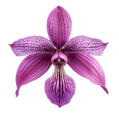 Fototapeta premium Zygopetalum Orchid Flower png