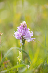 The naked man orchid or the Italian orchid, in a country field.