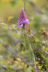The naked man orchid or the Italian orchid, in a country field.