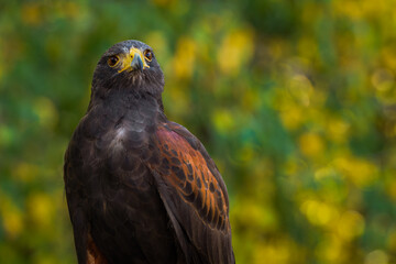 Hawk (Parabuteo unicinctus) Looks Up to Sky Against Yellow Green Background