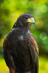 Hawk (Parabuteo unicinctus) Cranes Neck to Right Aganst Green Yellow Background