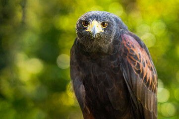 Hawk (Parabuteo unicinctus) Stares Straight Out Green Speckled Background