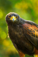 Hawk (Parabuteo unicinctus) Looks Out Green Yellow Background