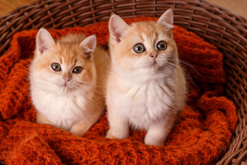Two kittens are sitting in a woven basket on a knitted blanket, both with a cautious, alert gaze. Their eyes are focused, giving the scene a sense of curiosity and watchfulness