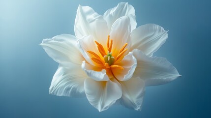 Fototapeta premium Intricately Detailed Hyperrealistic Studio Photograph of a Tulip Displaying Clear Texture on a White Background