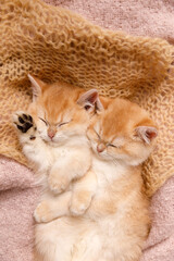 Two golden chinchilla kittens are peacefully sleeping on a soft beige knitted blanket. Their relaxed bodies and serene expressions create a tranquil and cozy atmosphere.