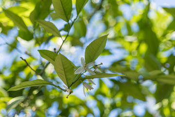 Closeup of citrus flower and fruit bud on branch. Ideal for educational, botanical, or agricultural content focused on plant growth and flowering stages.