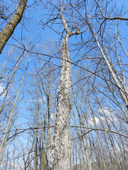 Kentucky Coffeetree Tree Bark - Gymnocladus dioicus - Native North American Hardwood Tree Photographed in Southern Wisconsin. 