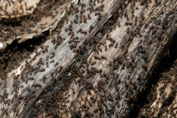Ant (Formica rufa) also known as the Red Wood Ant Southern Wood ant