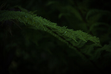 fern in the forest