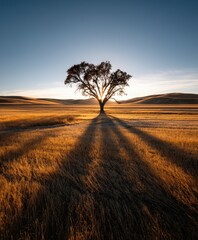 Majestic lone tree at sunset on golden grasslands