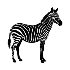 A vector illustration shows a striped zebra, an isolated wild mammal with black and white stripes