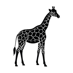 Fototapeta premium Tall, spotted giraffe silhouette, a wild mammal isolated on white