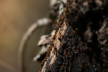 Ant family - colony cooperate on new ant hill building.